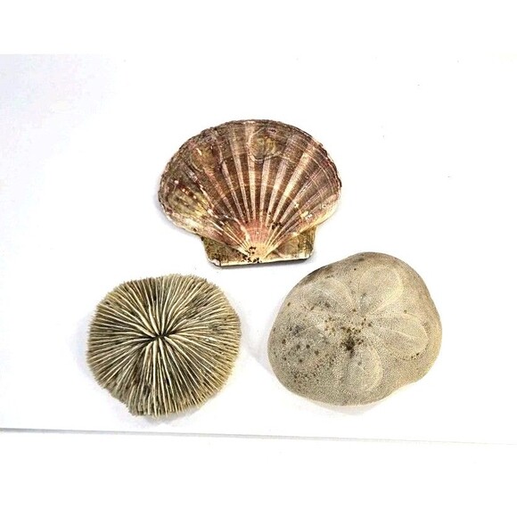 Vtg Mixed Lot of 3 Big 4" to 6" Seashells Crafts Home Beach Ocean Decor Unique - Picture 1 of 16
